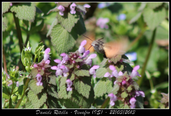 Macroglossum stellatarum???